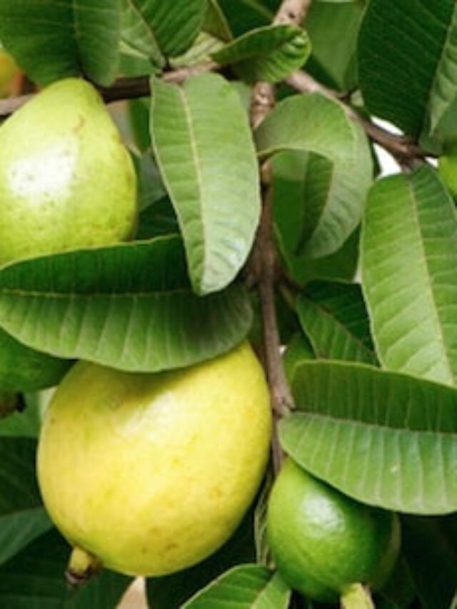 guava leave